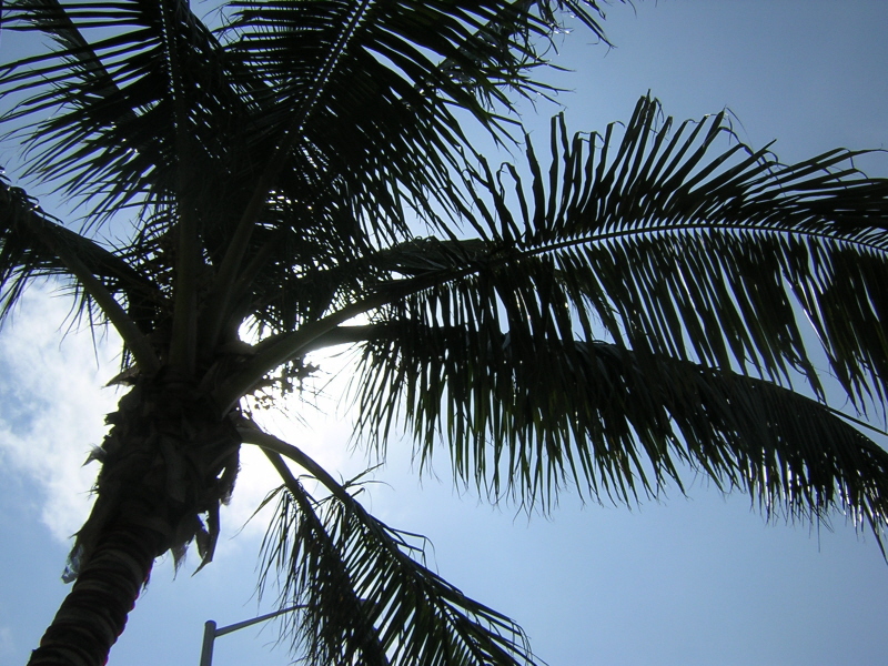 The Palm Tree