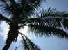The Palm Tree